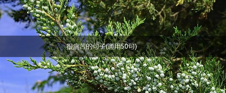 很痛苦的句子(通用50句),第1张