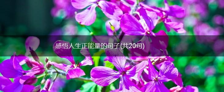 感悟人生正能量的句子(共20句),第1张