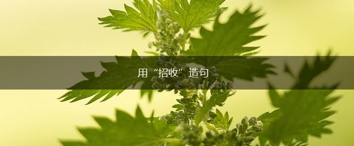 用“招收”造句,第1张