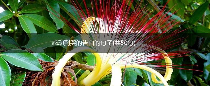 感动到哭的告白的句子(共50句),第1张