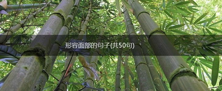 形容面部的句子(共50句),第1张