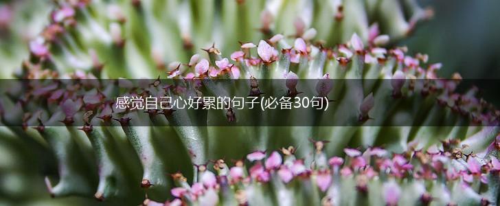 感觉自己心好累的句子(必备30句),第1张
