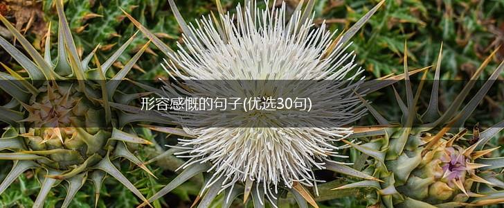形容感慨的句子(优选30句),第1张