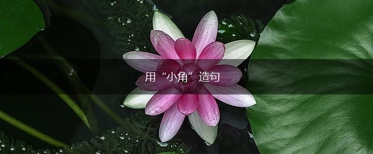 用“小角”造句,第1张