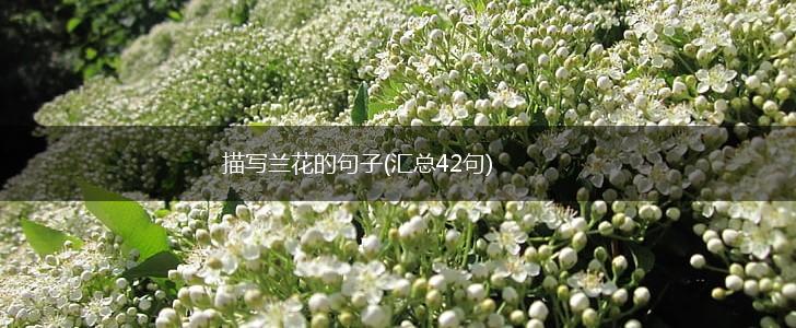 描写兰花的句子(汇总42句),第1张