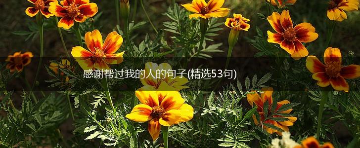 感谢帮过我的人的句子(精选53句),第1张