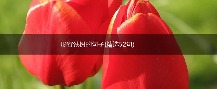 形容铁树的句子(精选52句),第1张