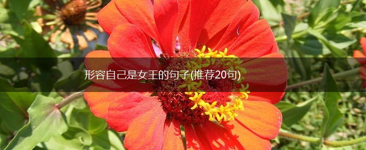 形容自己是女王的句子(推荐20句),第1张