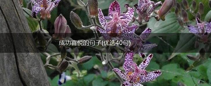 成功喜悦的句子(优选40句),第1张