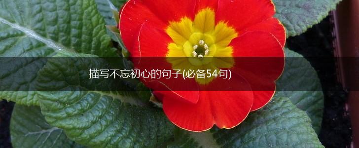 描写不忘初心的句子(必备54句),第1张