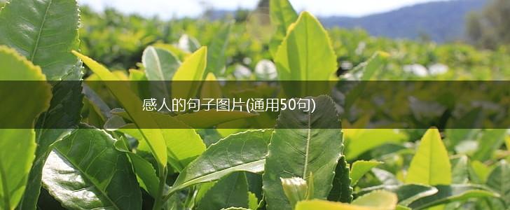 感人的句子图片(通用50句),第1张
