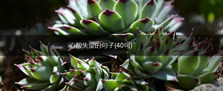 心酸失望的句子(40句),第1张