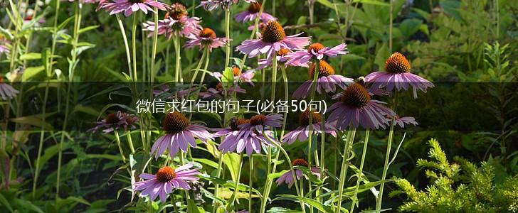 微信求红包的句子(必备50句),第1张
