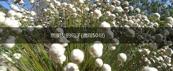 想朋友的句子(通用50句),第1张