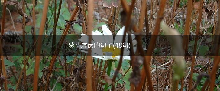 感情虚伪的句子(48句),第1张