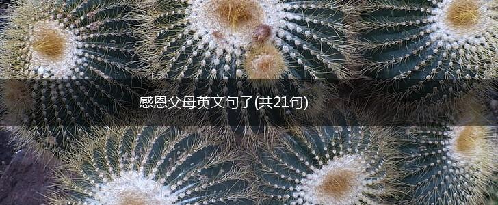 感恩父母英文句子(共21句),第1张
