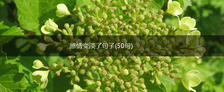 感情变淡了句子(50句),第1张