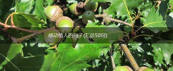 感动情人的句子(汇总50句),第1张