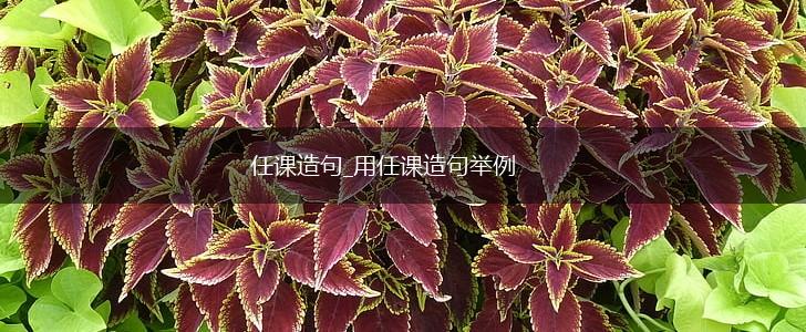 任课造句_用任课造句举例,第1张