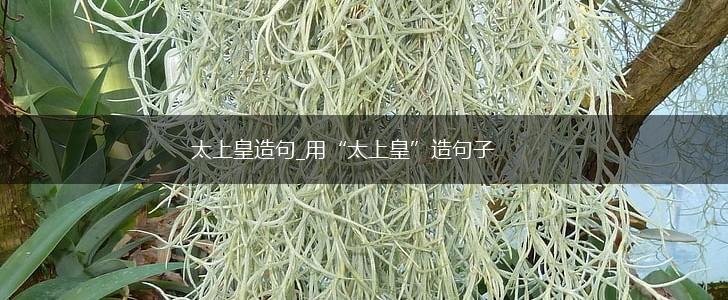 太上皇造句_用“太上皇”造句子,第1张