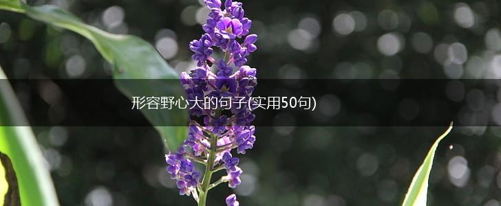 形容野心大的句子(实用50句),第1张