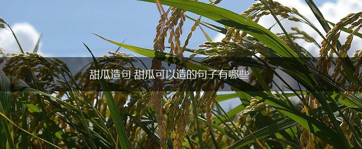 甜瓜造句 甜瓜可以造的句子有哪些,第1张