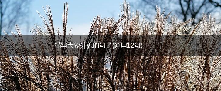 描写大象外貌的句子(通用12句),第1张
