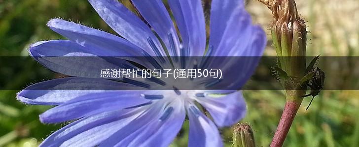 感谢帮忙的句子(通用50句),第1张