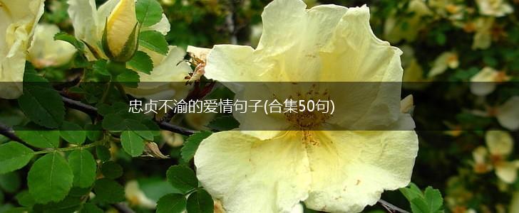 忠贞不渝的爱情句子(合集50句),第1张