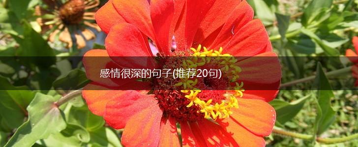感情很深的句子(推荐20句),第1张