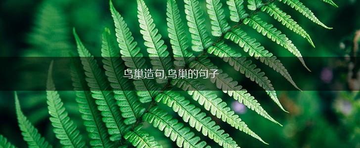 鸟巢造句,鸟巢的句子,第1张