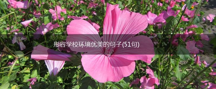 形容学校环境优美的句子(51句),第1张