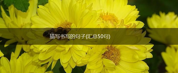 描写书写的句子(汇总50句),第1张