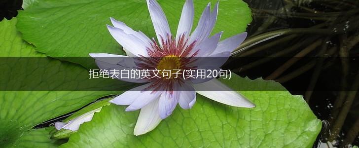 拒绝表白的英文句子(实用20句),第1张
