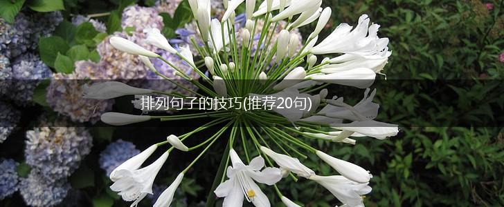 排列句子的技巧(推荐20句),第1张