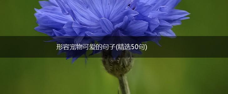 形容宠物可爱的句子(精选50句),第1张