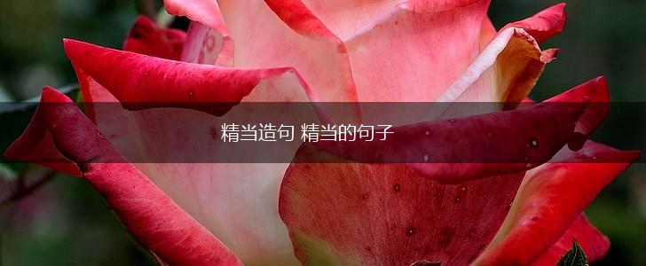 精当造句 精当的句子,第1张