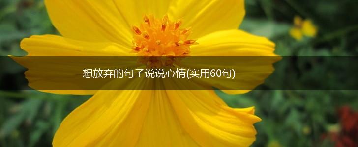 想放弃的句子说说心情(实用60句),第1张