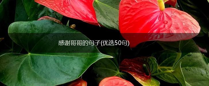感谢哥哥的句子(优选50句),第1张