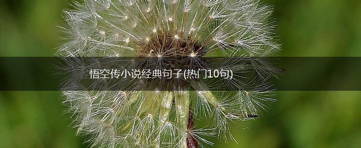 悟空传小说经典句子(热门10句),第1张