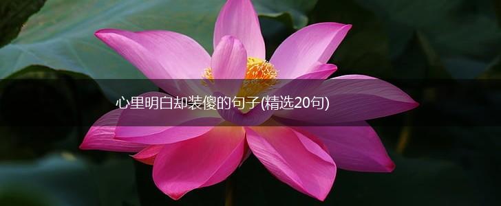 心里明白却装傻的句子(精选20句),第1张