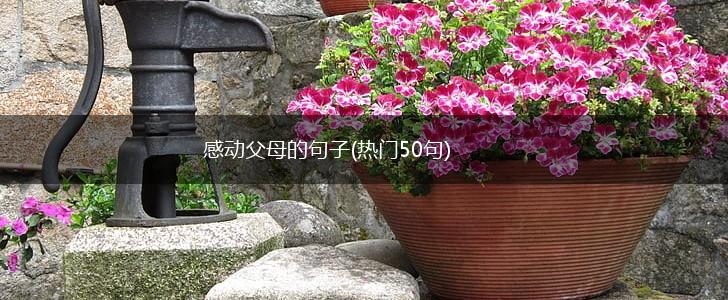 感动父母的句子(热门50句),第1张