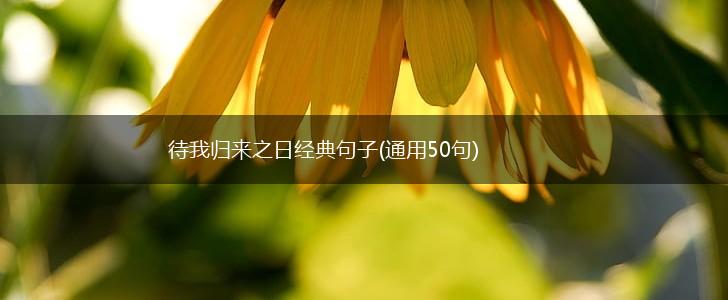 待我归来之日经典句子(通用50句),第1张