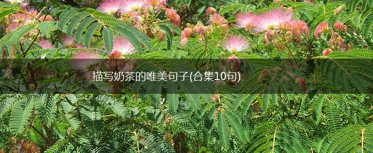 描写奶茶的唯美句子(合集10句),第1张