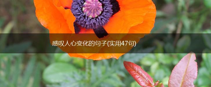感叹人心变化的句子(实用47句),第1张