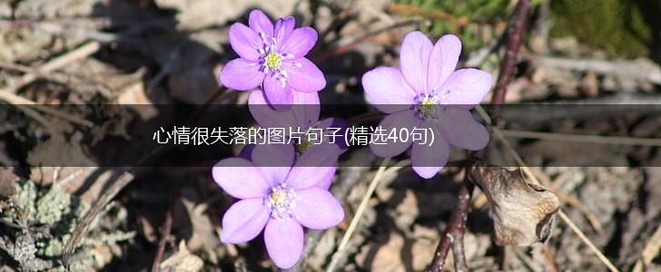 心情很失落的图片句子(精选40句),第1张