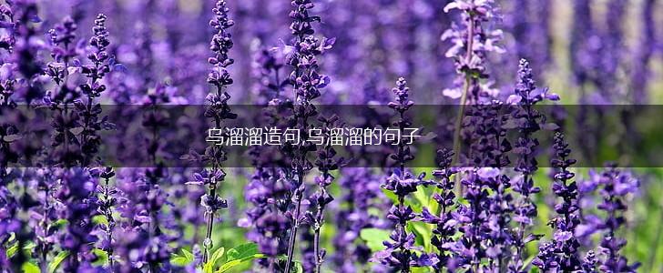 乌溜溜造句,乌溜溜的句子,第1张