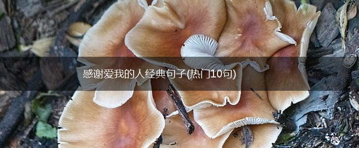 感谢爱我的人经典句子(热门10句),第1张