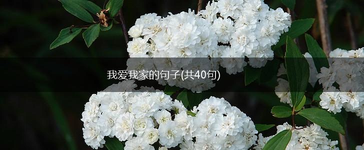 我爱我家的句子(共40句),第1张