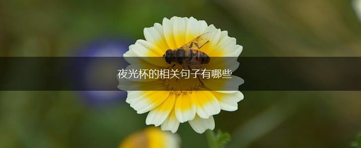 夜光杯的相关句子有哪些,第1张